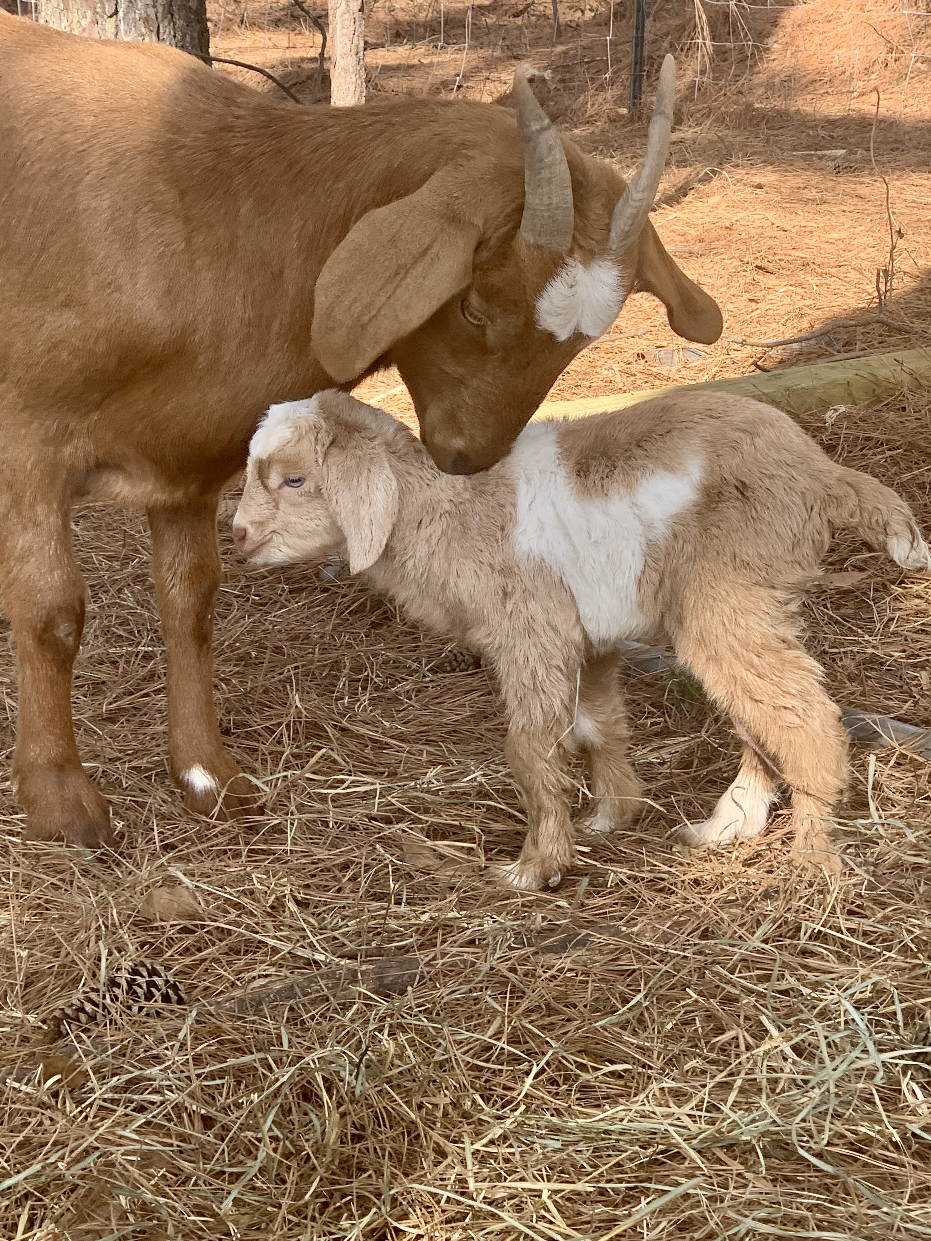 baby goats